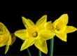 Three Daffodils Blooming - Time Lapse