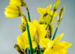 yellow daffodils flowers time lapse