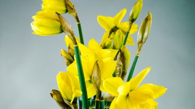 yellow daffodils flowers time lapse